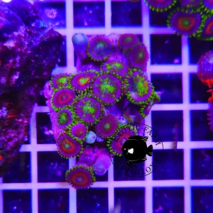 Zoanthus green brain – medium, GRADO A