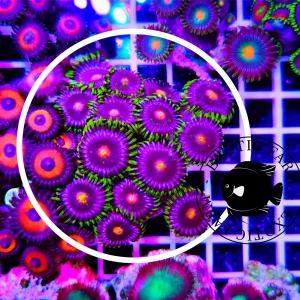 Zoanthus solar eclips – large, GRADO A