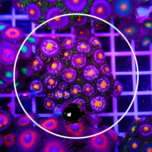 Zoanthus nebula – large, GRADO A