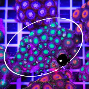 Zoanthus Uranus – large, GRADO A WYSYWYG