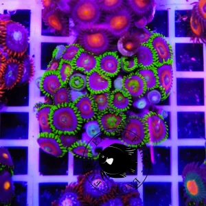 Zoanthus green eagle eye – large, GRADO A