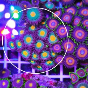 Zoanthus gorilla nipples – large, GRADO A