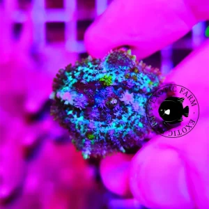 Rhodactis mystic moss – WYSIWYG