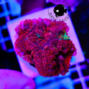 Blastomussa wellsi ruby gleam – taglia media (da collezione)