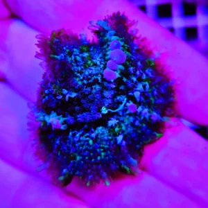 Ricordea deep sea spark – WYSIWYG