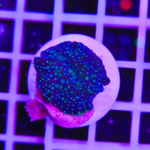 Discosoma cosmic drift