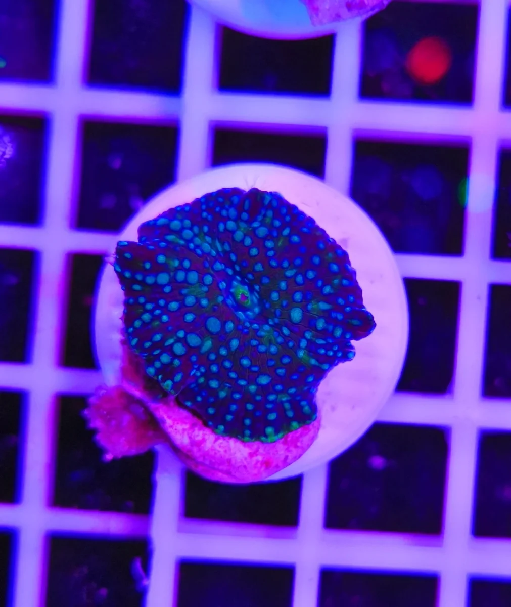 Discosoma cosmic drift - immagine 2