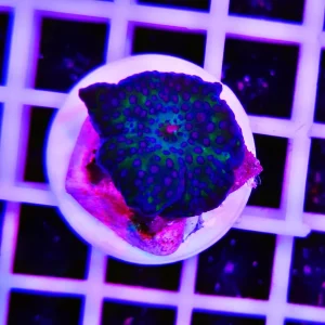 Discosoma soft blue dots