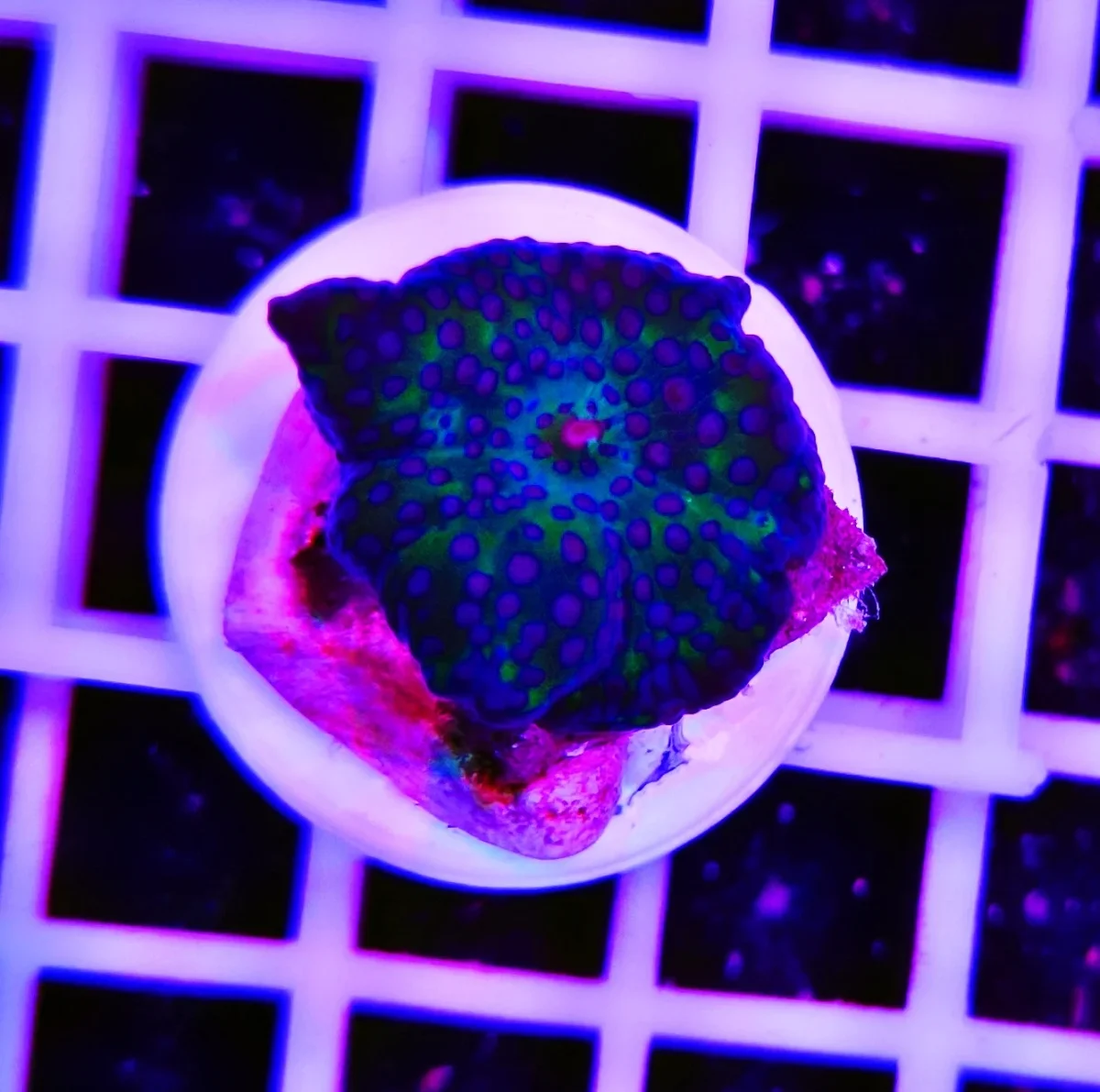 Discosoma soft blue dots - immagine 2