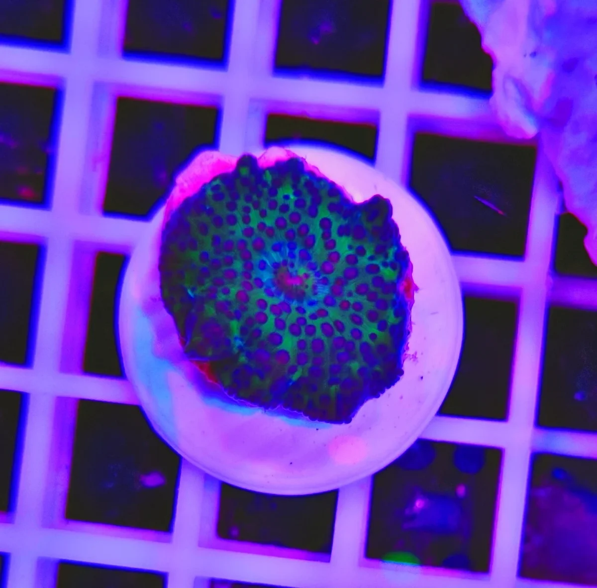 Discosoma emerald speckle