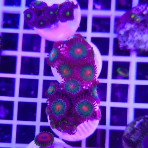 Zoanthus gorilla nipples – small , GRADO A