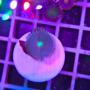 Palythoa grandis – 1 polipo, WYSIWYG