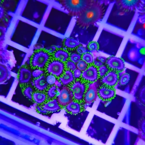 Zoanthus orchid bloom – medium, GRADO A