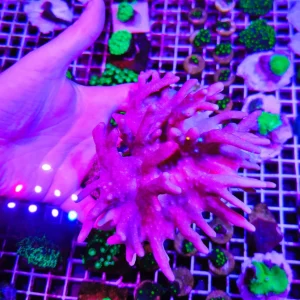 Lobophytum pink – taglia XXL