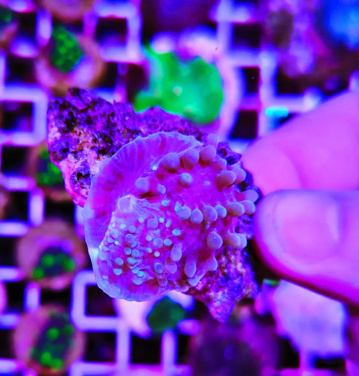 Amplexidiscus fenestrafer green red – small - immagine 3