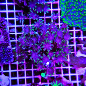 Anthelia papaya moustache, taglia grande