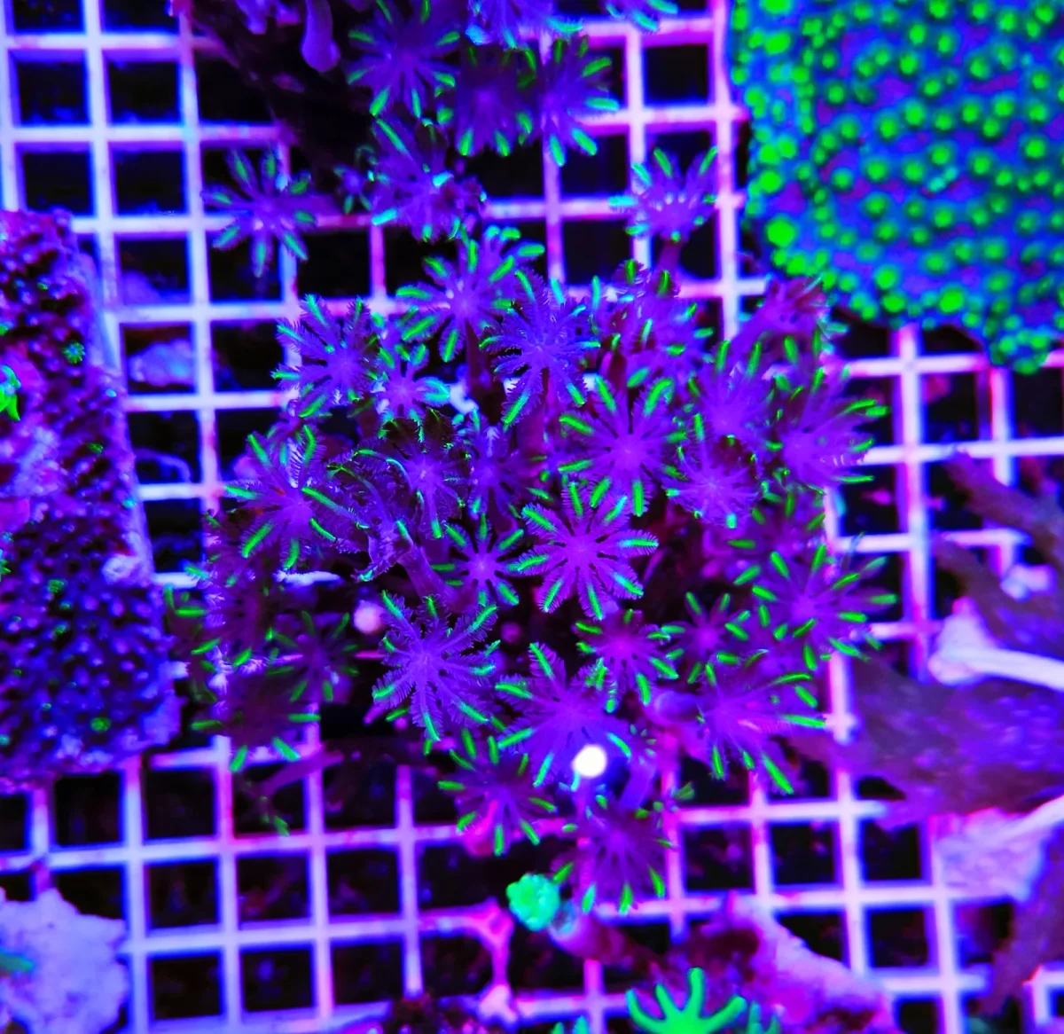 Anthelia papaya moustache, taglia grande