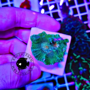 Pectinia “space invader”, medium