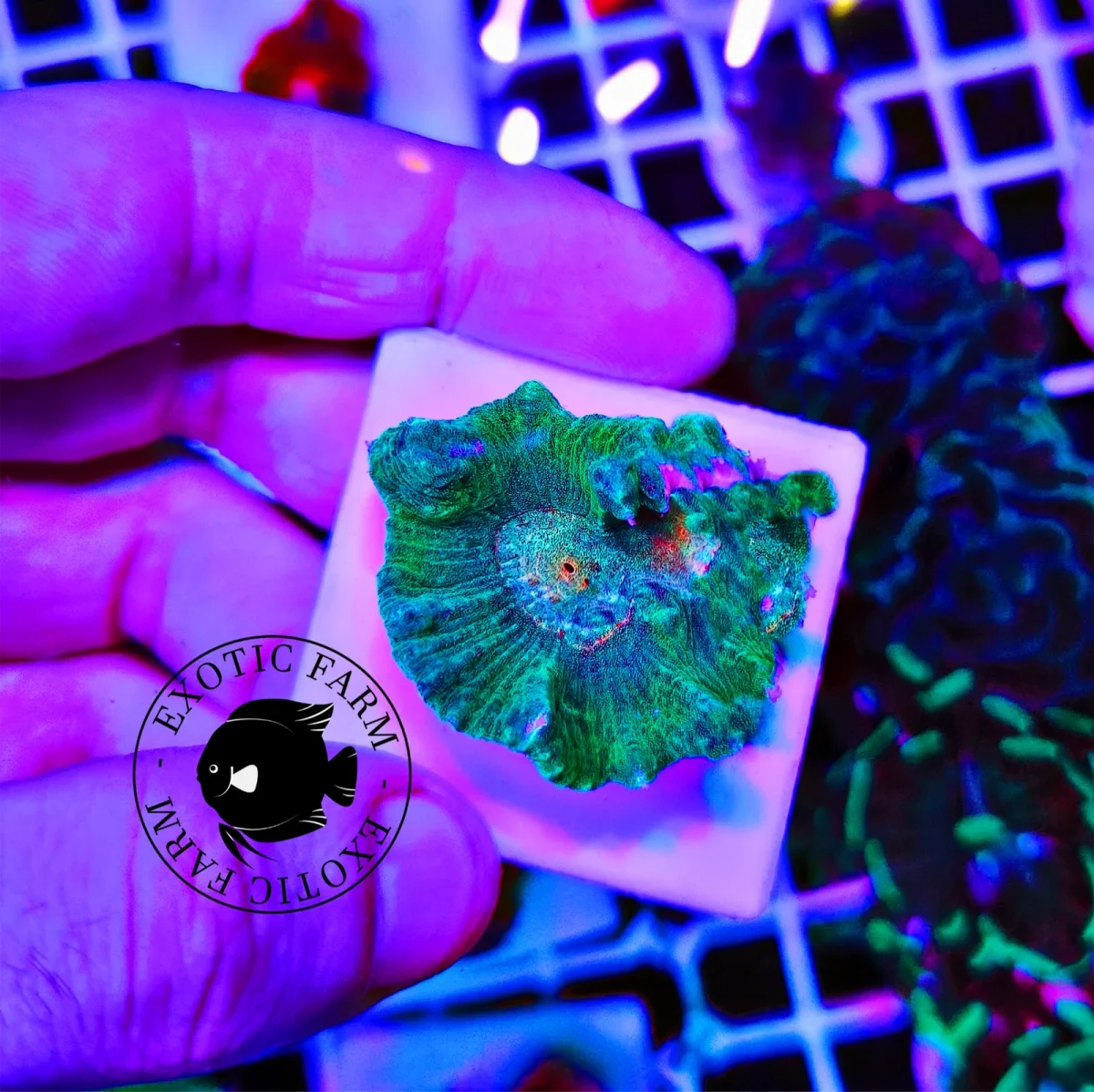 Pectinia “space invader”, medium - immagine 2