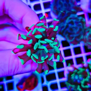 Euphyllia parancora “soft neon”