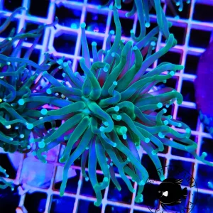 Euphyllia glabrescens green platinum – 1 calice (grande)