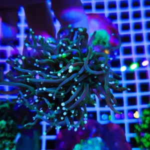 Euphyllia glabrescens green platinum,  2-3 calici (grandi)