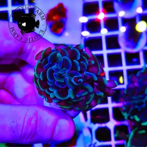 Euphyllia parancora “steel forest”