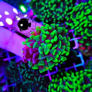 Euphyllia parancora “hyper glow – rare split” WYSIWYG