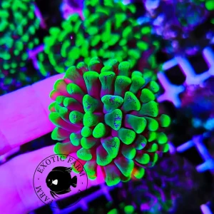 Euphyllia parancora “hyper glow”
