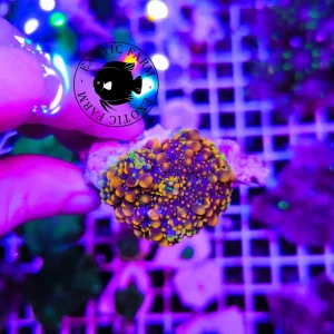 Ricordea yuma orange blue – PREMIUM – WYSIWYG