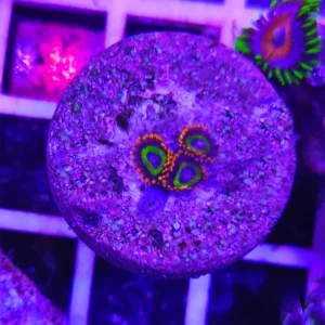 Zoanthus fruit loops, GRADO A (3-4 polipi)