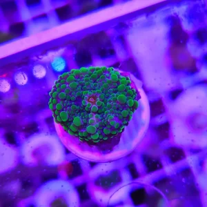 Ricordea florida green