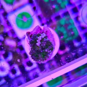 Ricordea florida green white – PREMIUM – WYSIWYG