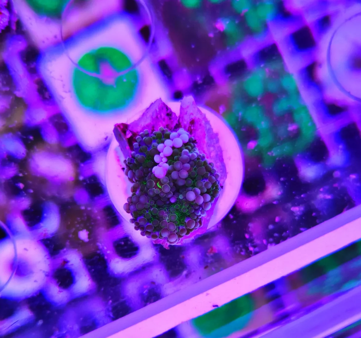 Ricordea florida green white – PREMIUM – WYSIWYG - immagine 2