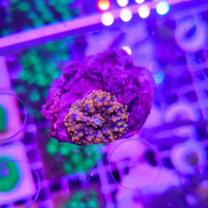 Ricordea yuma orange – PREMIUM