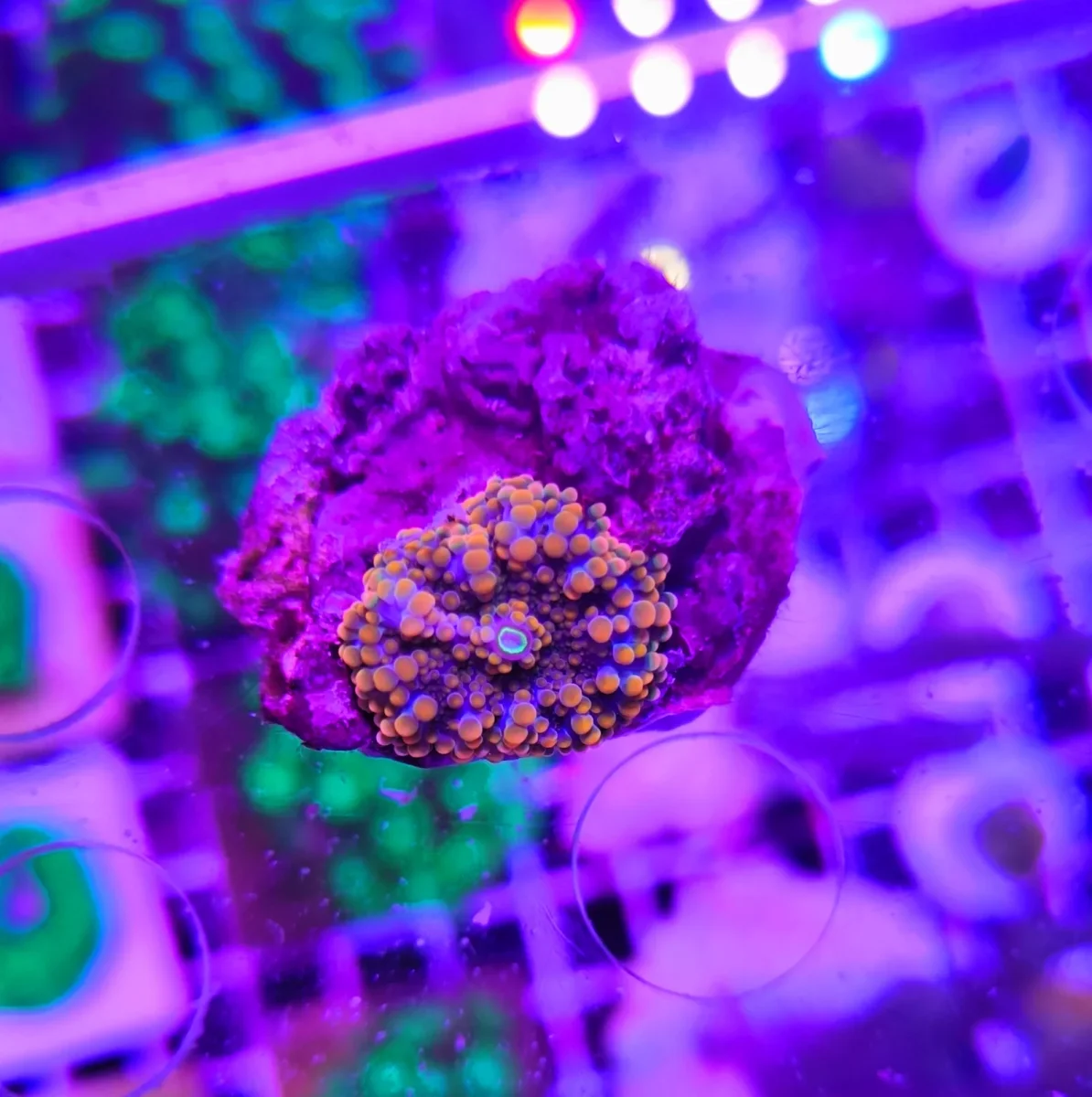 Ricordea yuma orange – PREMIUM - immagine 2