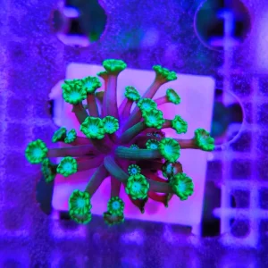 Alveopora picasso – small