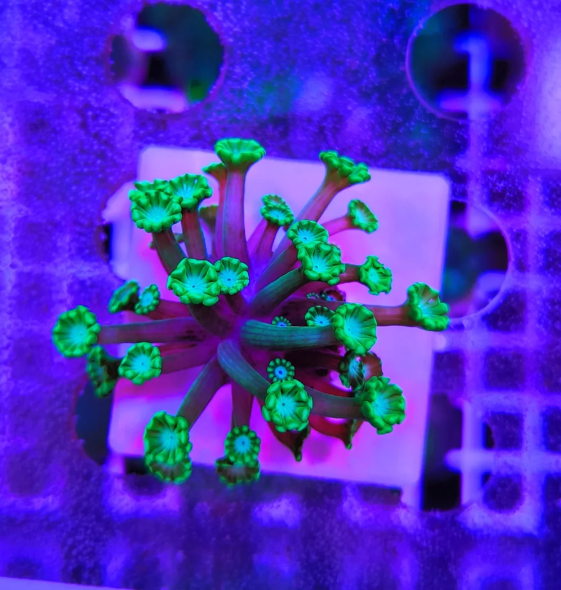 Alveopora picasso – small - immagine 2