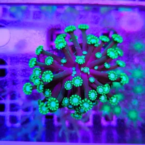 Alveopora picasso – medium