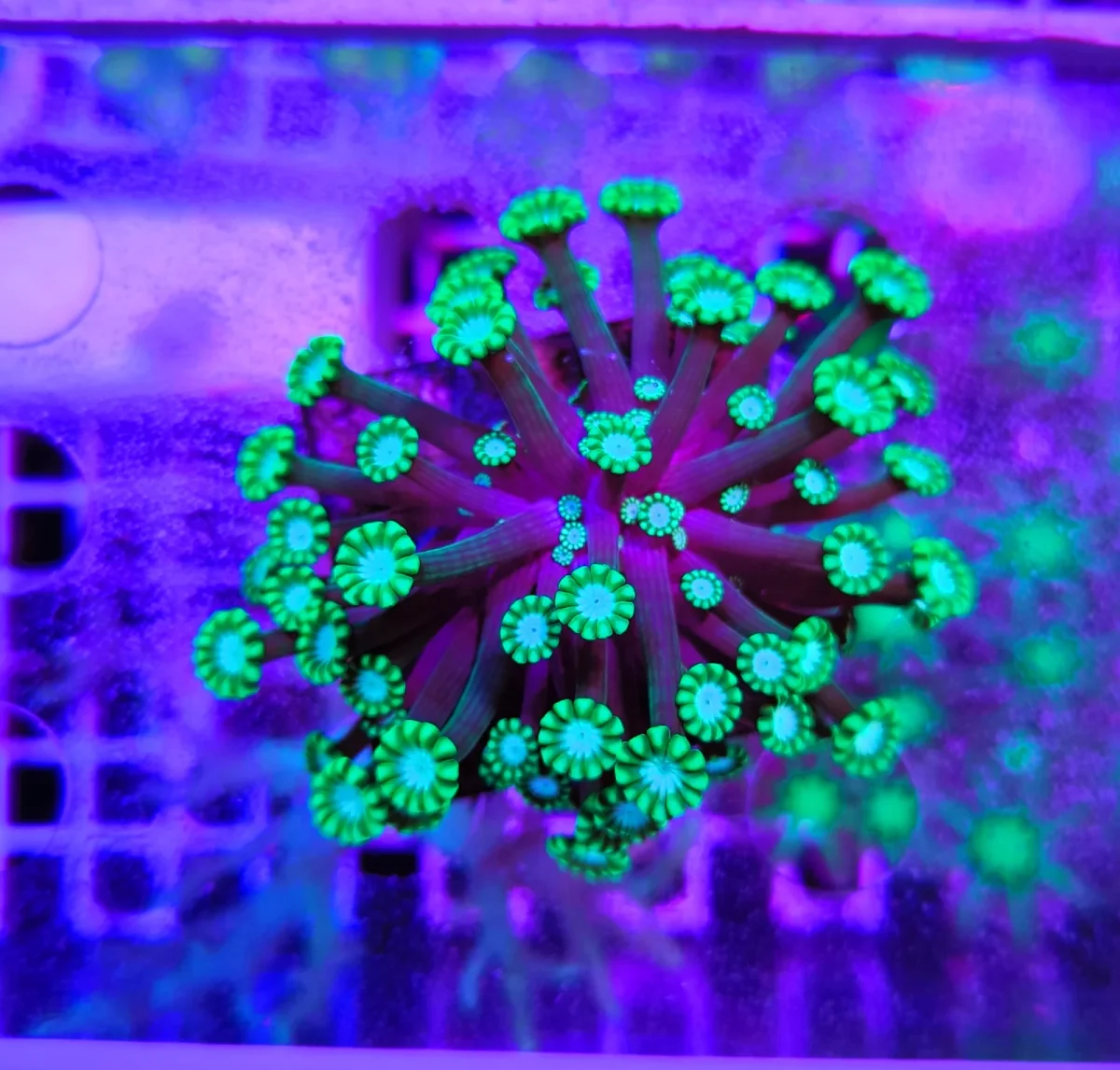 Alveopora picasso – medium