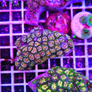 Zoanthus summer turtle – extralarge, GRADO A