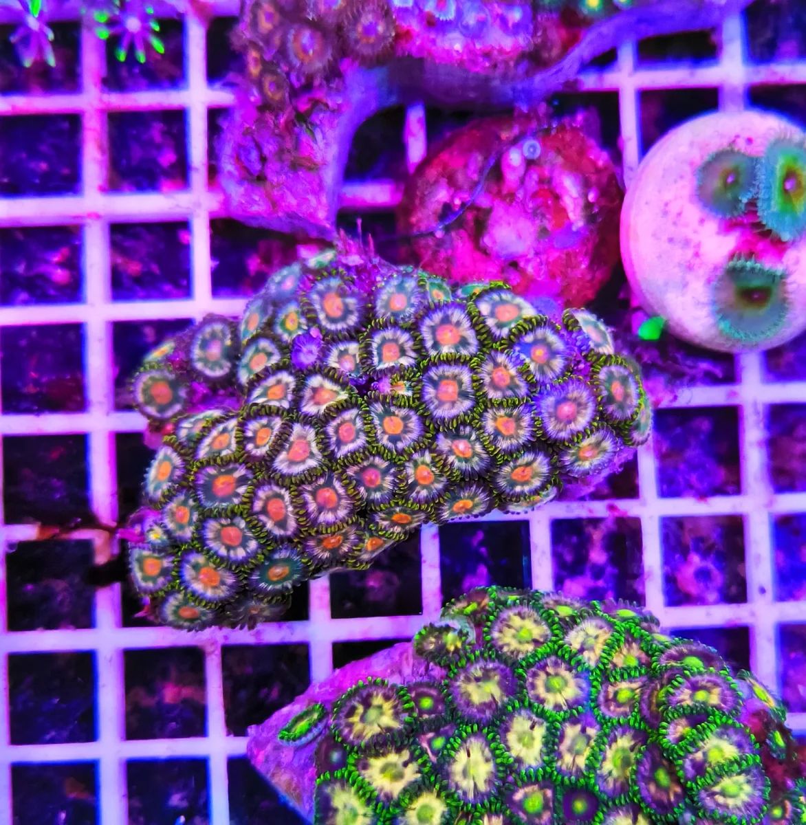 Zoanthus summer turtle – extralarge, GRADO A - immagine 2