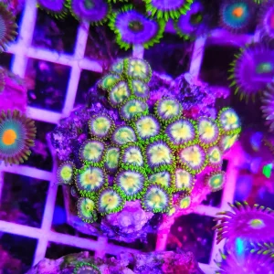 Zoanthus light snake – medium, GRADO A