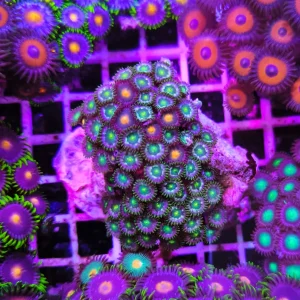 Zoanthus static green – large, GRADO A