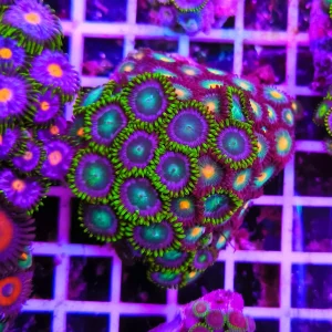 Zoanthus green open – large, GRADO A