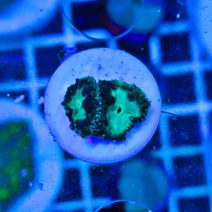 Blastomussa wellsi green, 2-3 calici