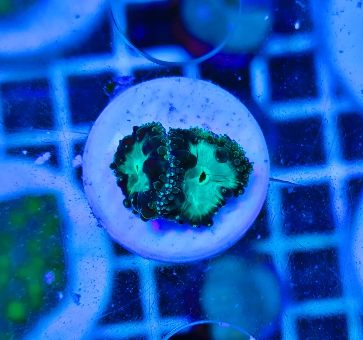 Blastomussa wellsi green, 2-3 calici - immagine 2