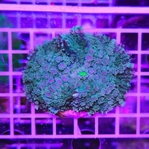 Rhodactis forest enigma XL