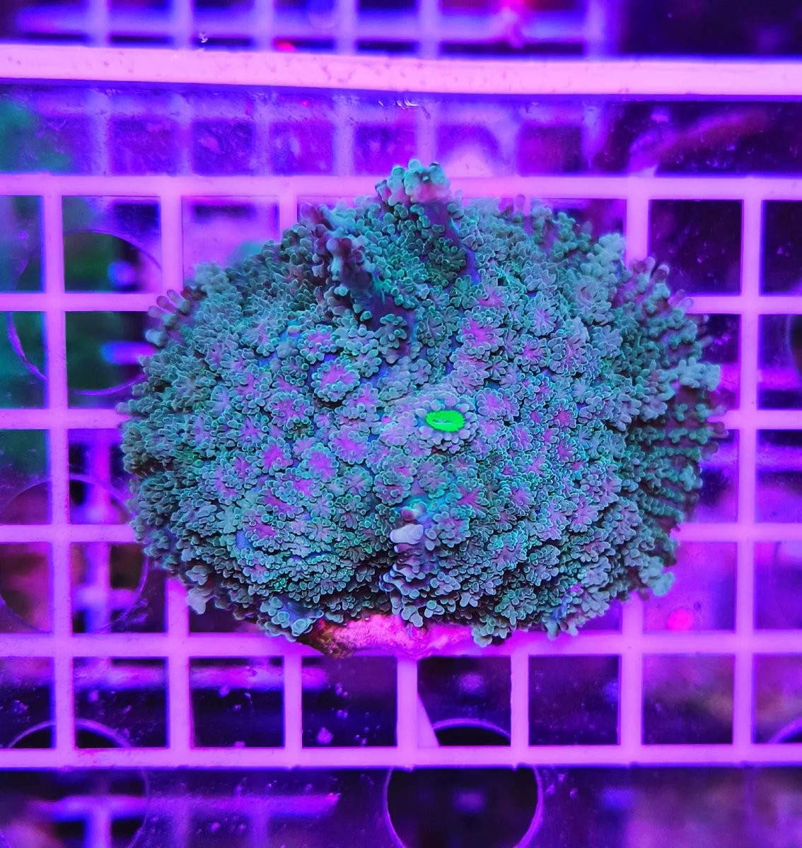 Rhodactis forest enigma XL - immagine 2