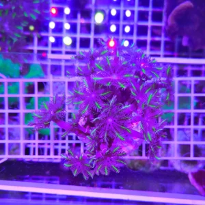 Anthelia papaya moustache, medium